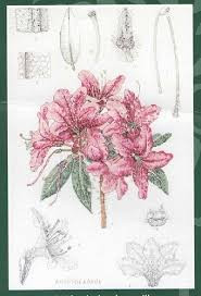 Набор для вышивания RHS03 Rhododendron villosum (Рододендрон)