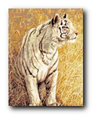 Набор для вышивания 93047 Охота белого тигра (White Light Tiger)