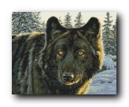 Набор для вышивания 98567 Черный волк