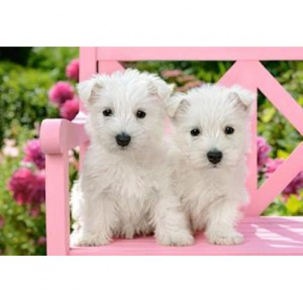 Пазлы 1500 дет. Два белых щенка C-151721, (Castor Drukarnia i Wydawnictwo) (арт. 11-150751)