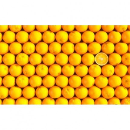 Пазлы 1000 дет. Апельсины (пластик) Н1992, (Pintoo Corporation) (арт. 11-181863)