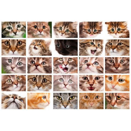 Картина по номерам Коллаж с котятами 40*50см, акриловые краски, кисти Х-6642, (арт. 11-208527)
