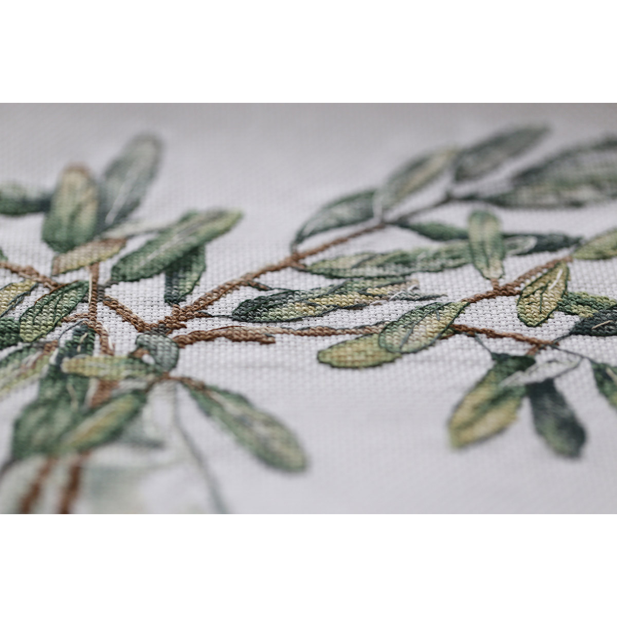 Тарелки olive. Олива европейская штамб. Олива 21. Олива 21. Оливка бор владмива.